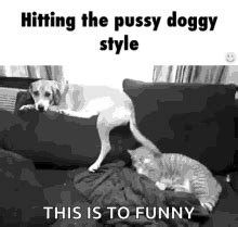 doggy porn|doggystyle videos